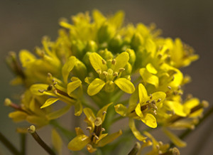 Fleur de Sisymbrium, fleur de soufre