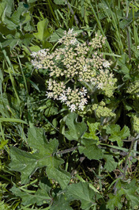 la grande berce en fleur