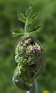 heracleum sphondilium