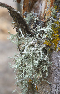 lichen Evernia punastri